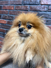 Pomeranian